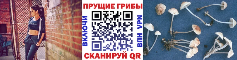 Галлюциногенные грибы Cubensis  MEGA ONION  Пыталово  купить наркоту 